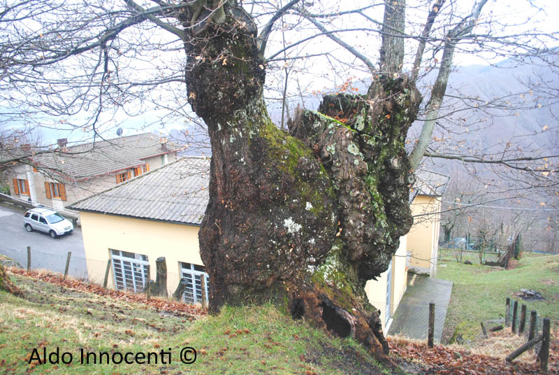 RENAIO: CASTAGNO GIANNINI